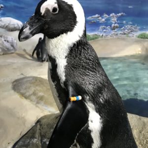 Penguin perched on rock in enclosed habitat