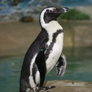 Picture of Captain Jack the Penguin at Jenkinson's Aquarium.