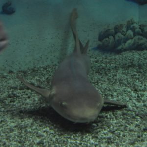 A Nurse Shark at the bottom of a tank.