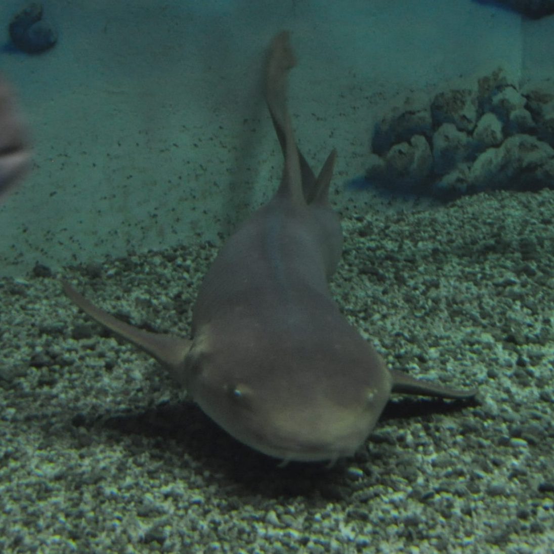 A Nurse Shark at the bottom of a tank.