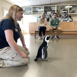 Encounters: Penguin