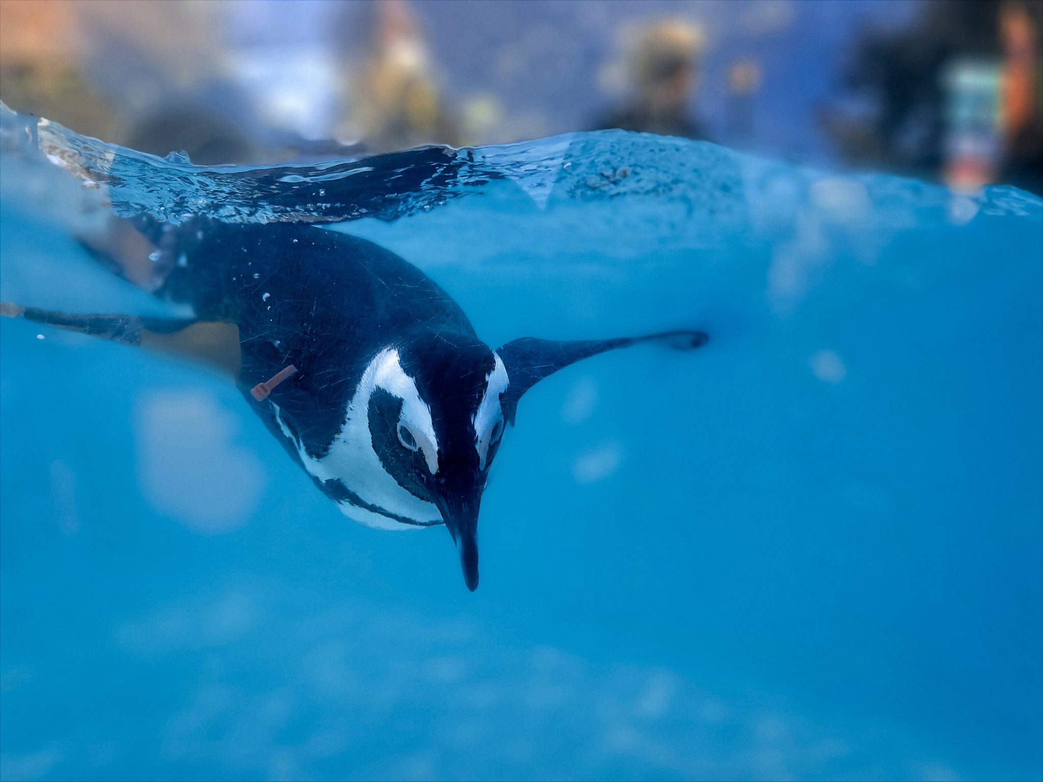 Penguins & Pajamas - Image 2