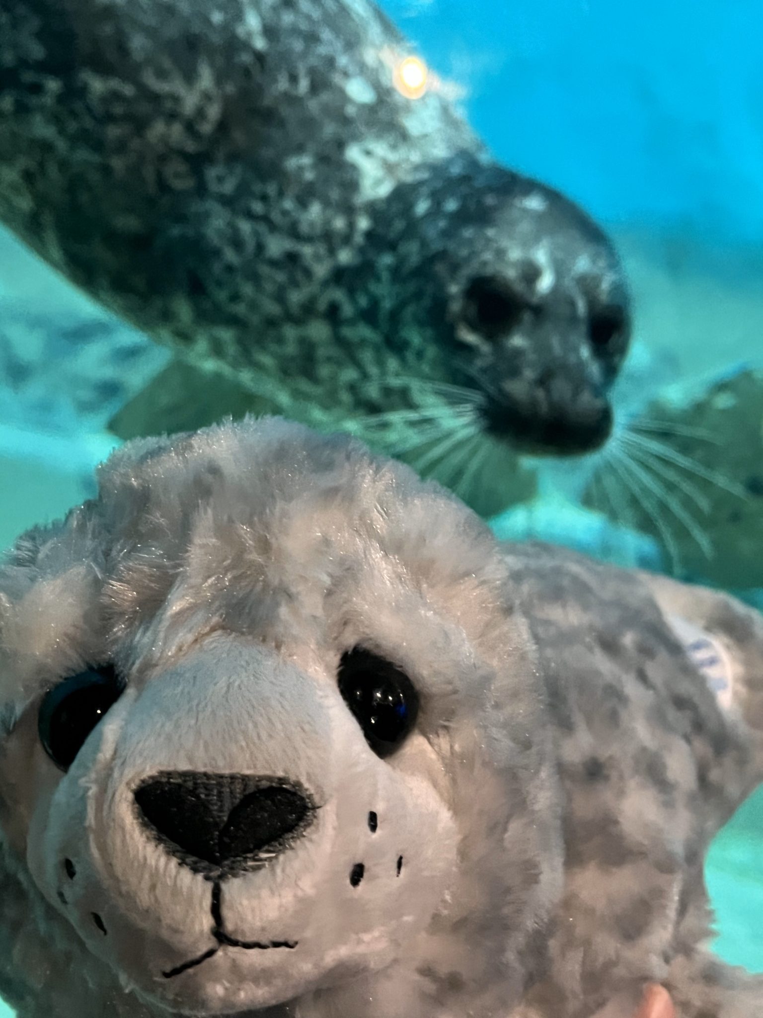 Seal: Limited Edition Turbo - Image 2