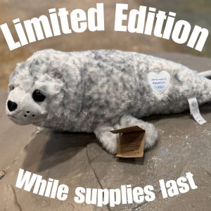 Seal: Limited Edition Turbo