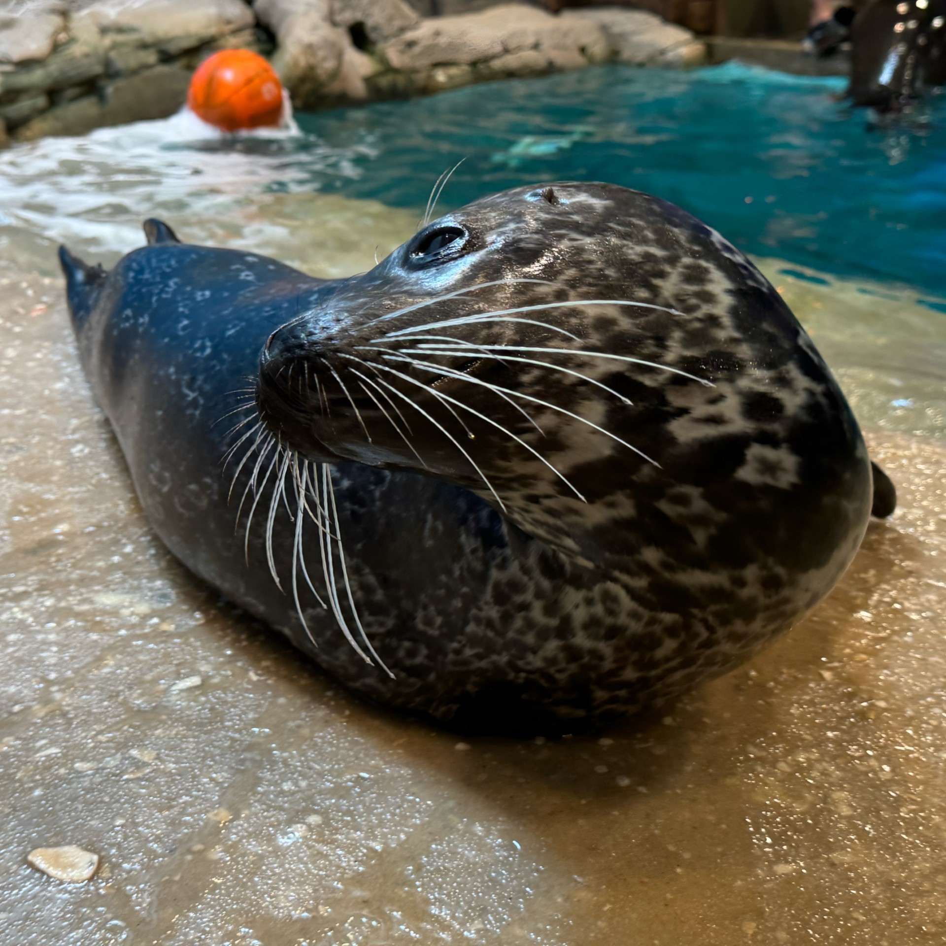 Seal: Turbo - Image 2