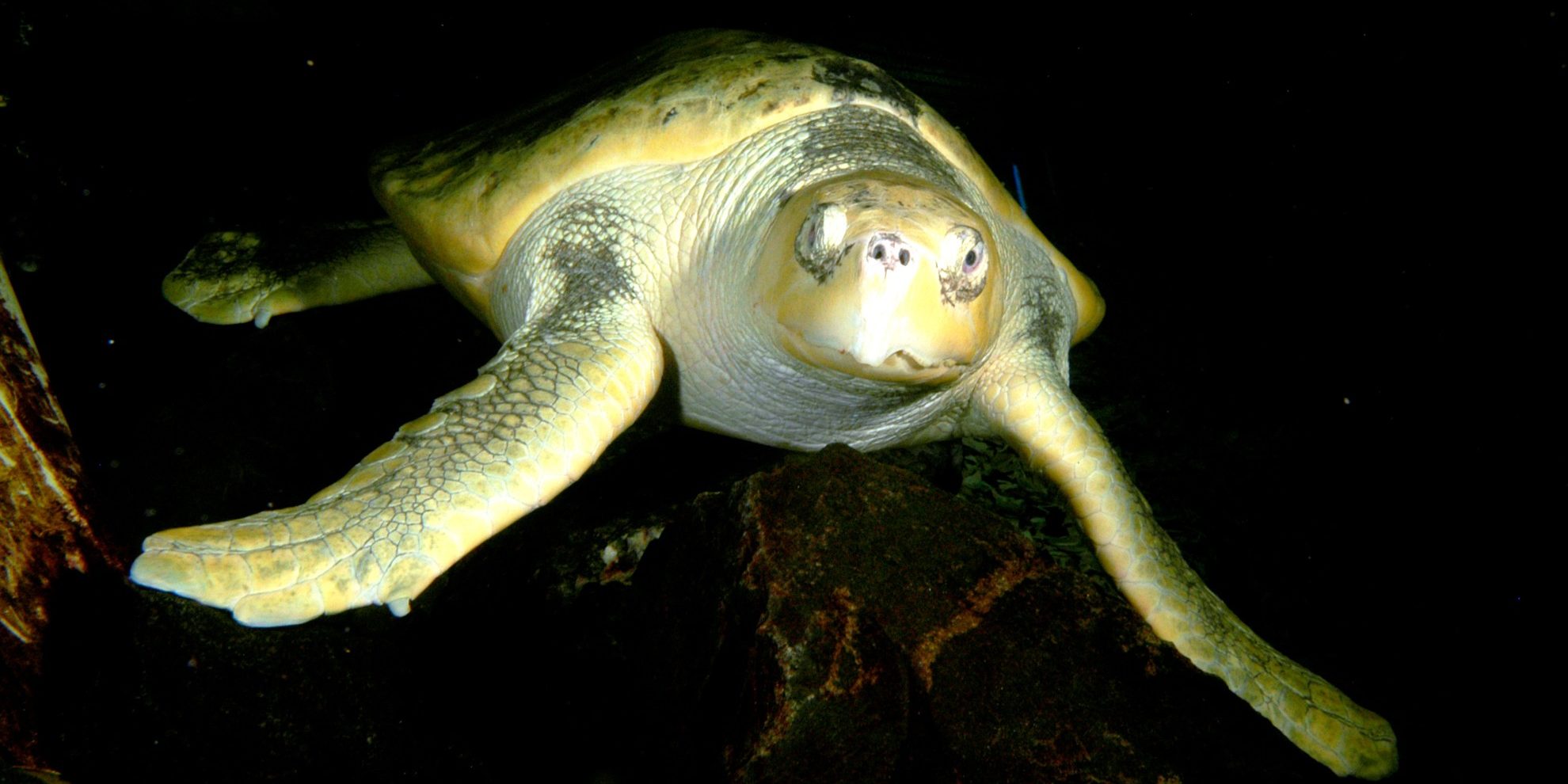 kemp's ridley sea turtle
