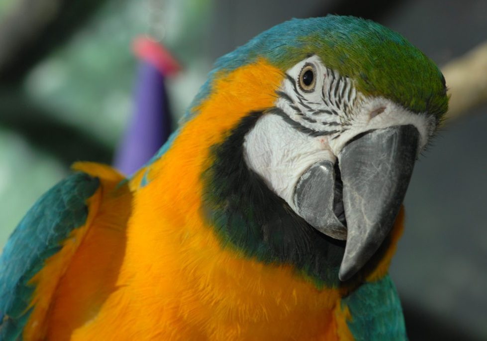 african-penguin-blue-and-gold-macaw