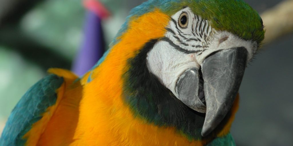 african-penguin-blue-and-gold-macaw