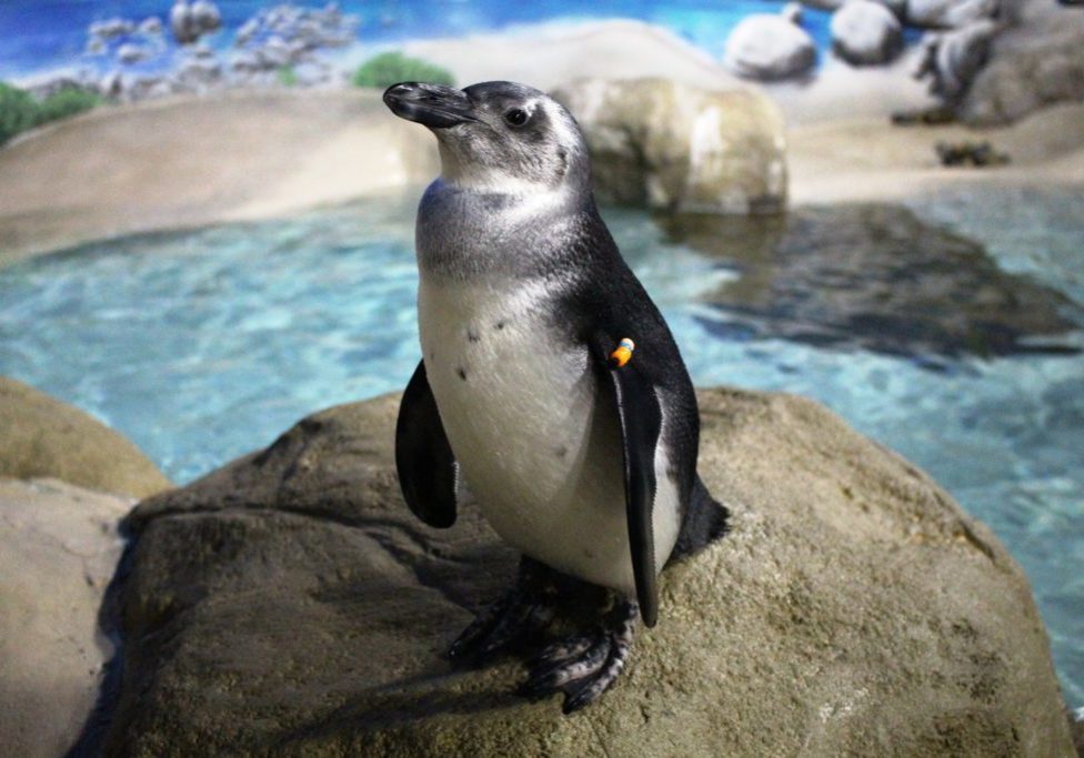 Penguin standing on rock in enclosure at the zoo