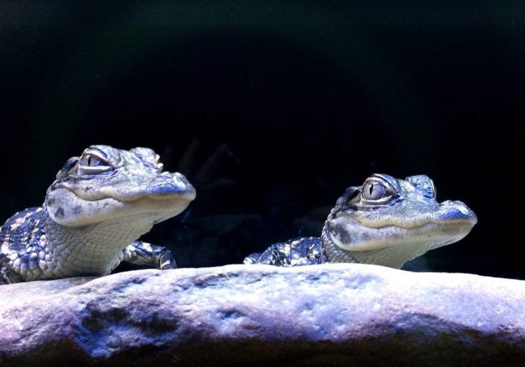 jenkinsons-aquarium-crocs