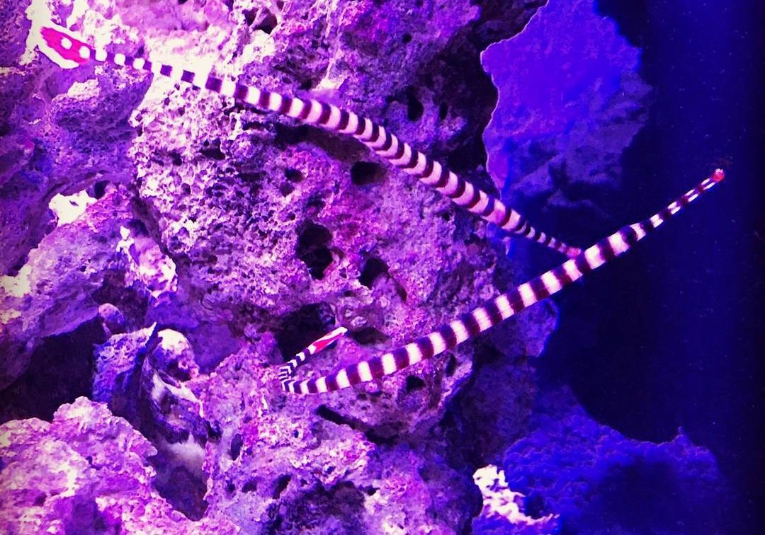 jenkinsons-aquarium-fish2