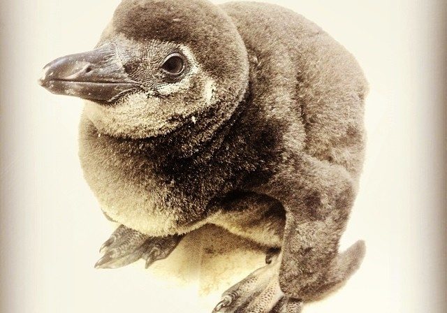 jenkinsons-aquarium-individual penguin