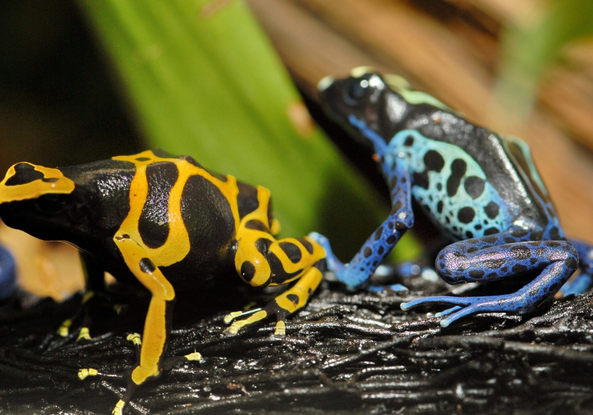 jenkinsons-aquarium-poision-dart-frogs