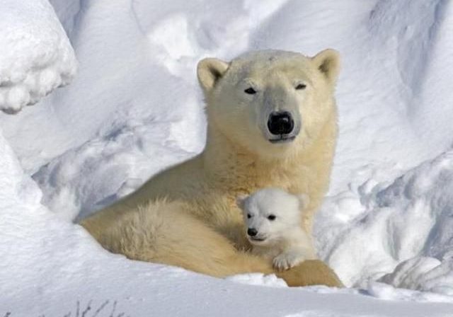 jenkinsons-aquarium-polarbear