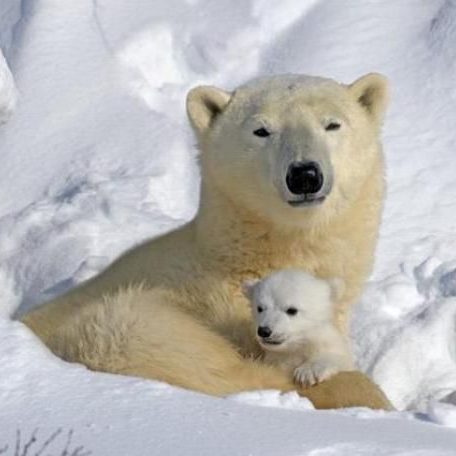 jenkinsons-aquarium-polarbear