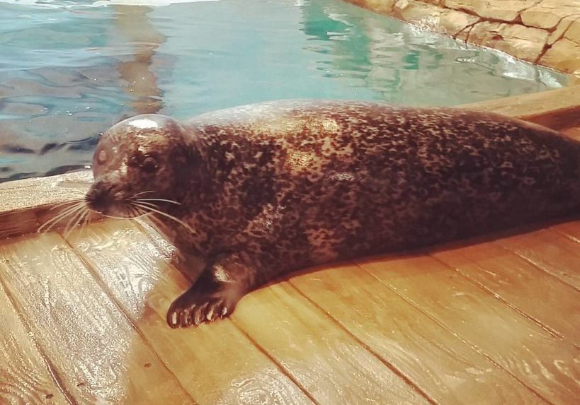 jenkinsons-aquarium-seal2