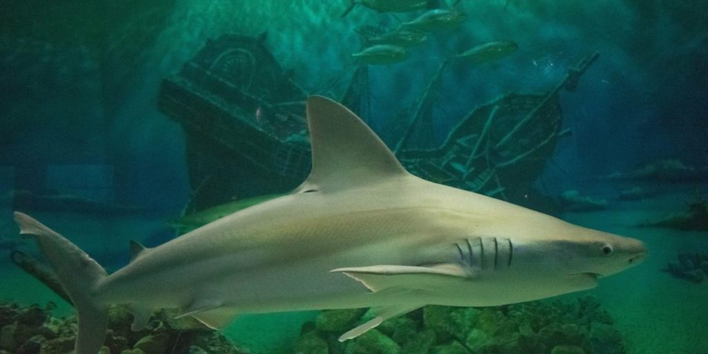 jenkinsons-aquarium-shark-2