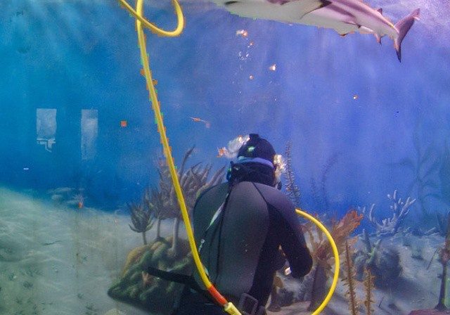 jenkinsons-aquarium-shark-snorkler