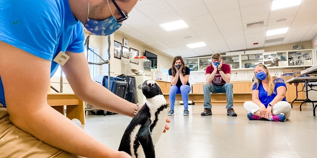 Penguin Encounters at Jenkinson's Aquarium