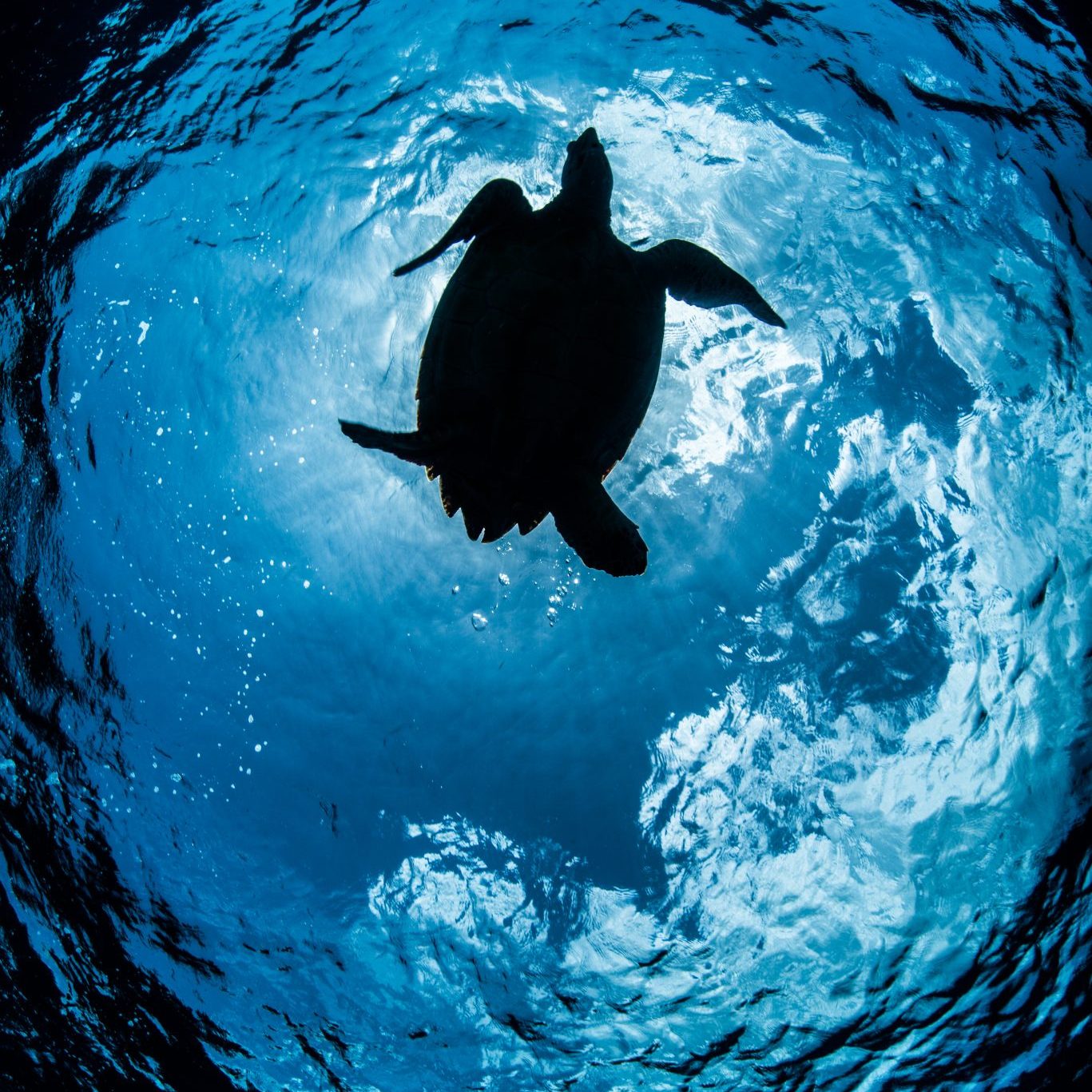 silhouetted-low-angle-view-of-hawksbill-turtle-2023-11-27-05-28-16-utc