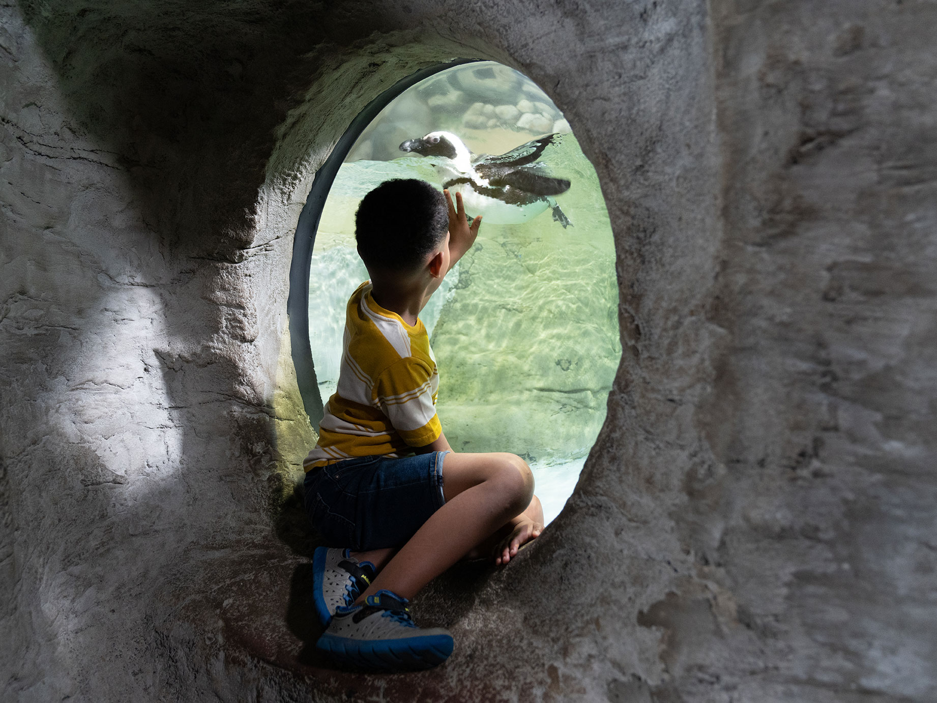Kid watching Penguin swim at Jenkinson's Aquarium