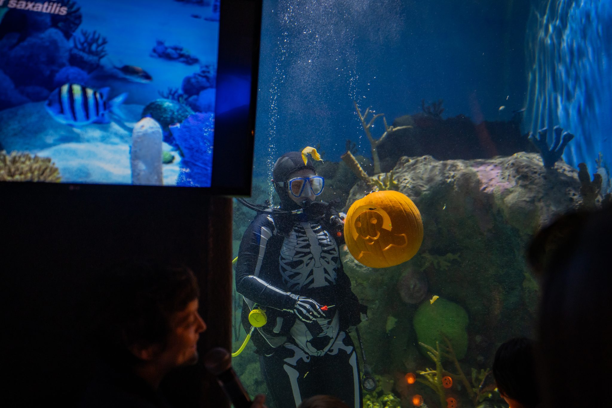 Underwater pumpkin carving at Boo at the Boardwalk in the Jenkinson's Aquarium