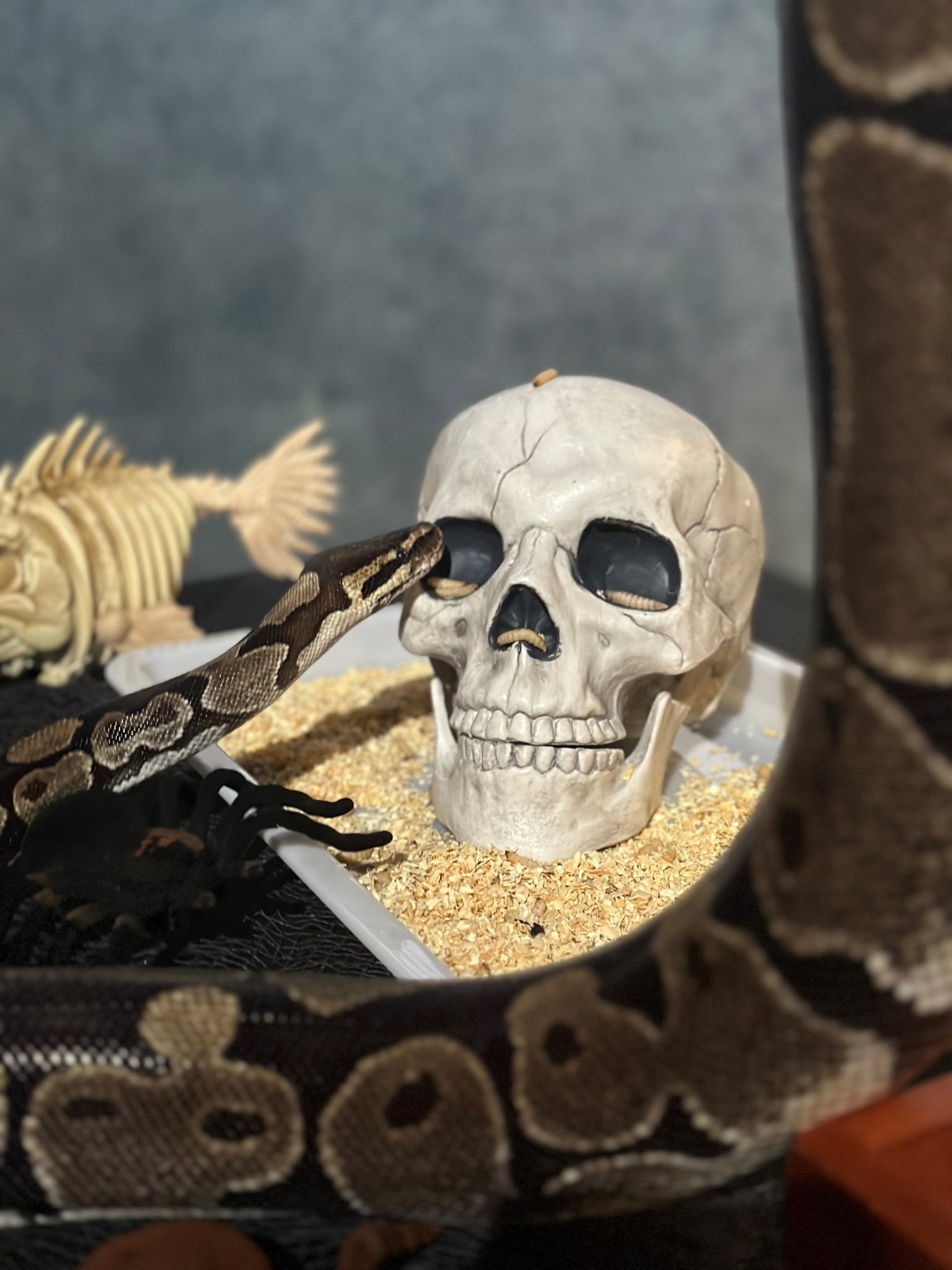 A snake observing a fake skull at the Jenkinson's Aquarium